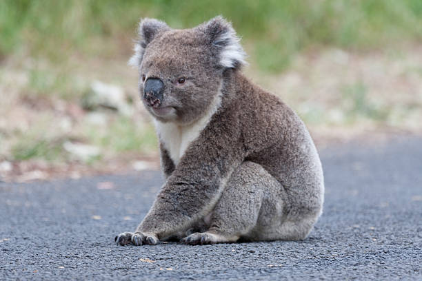 istock Koala sitting on the street 480105812