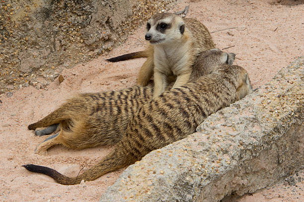 istock Group of meerkats 480107258