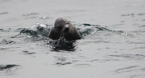 istock Seal Swimming in the Monterery Bay 480108281