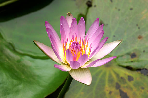 istock Pink Waterlily in garden pond. 480108773