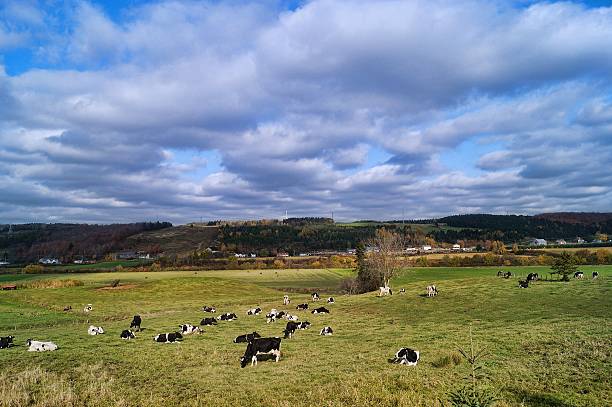 View of countryside landscape, with cows, and Lake Constance in the background, northeast Switzerland