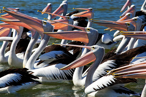 istock Large group of Australian Pelicans feeding 480111193