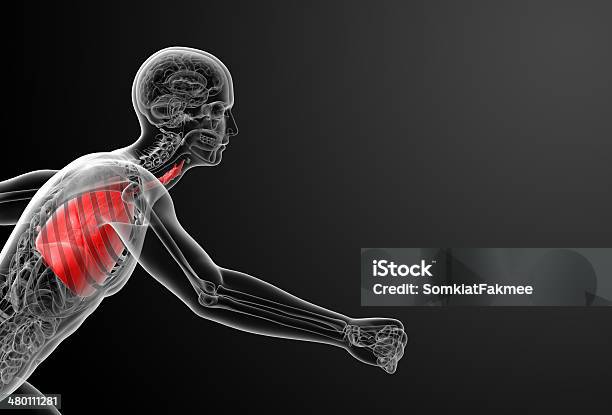 Human Sistema Respiratorio En Rayos X Foto de stock y más banco de imágenes de Anatomía - Anatomía, Artículo médico, Asistencia sanitaria y medicina