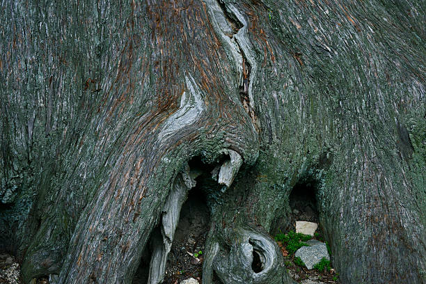 istock The base of the big tree 480111867