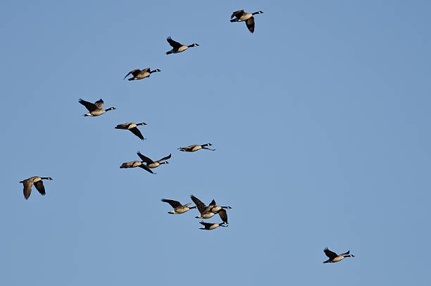 istock Flock of Canada Geese Flying in a Blue Sky 480111908