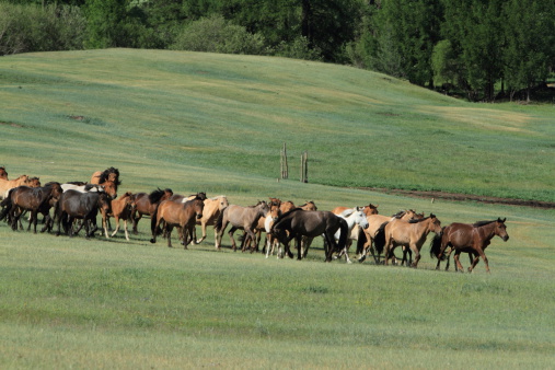 McCullough Peaks wild horses (mustangs) running, chasing, fighting at the top of a steep mountain ridge with dramatic clouds behind them, near Cody, Montana in western United States of America (USA).