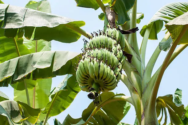 Close up shot of a Banana tree with a bunch of bananas