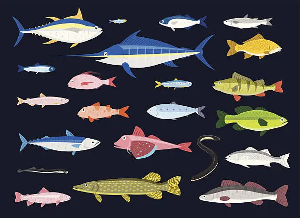 Vector illustration of Edible Fishes