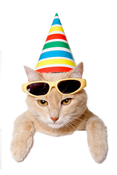 istock Cat in party hat peeking behind a blank white banner 480114506