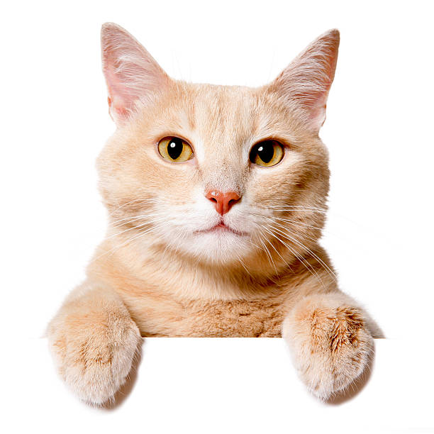 istock Pretty cat peeking behind a blank white banner 480114508