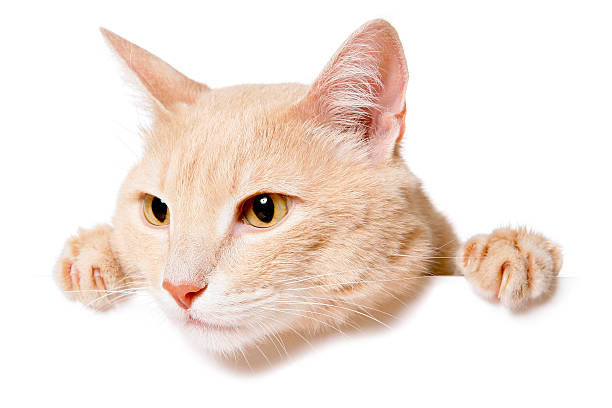 istock Pretty cat peeking behind a blank white banner 480114510