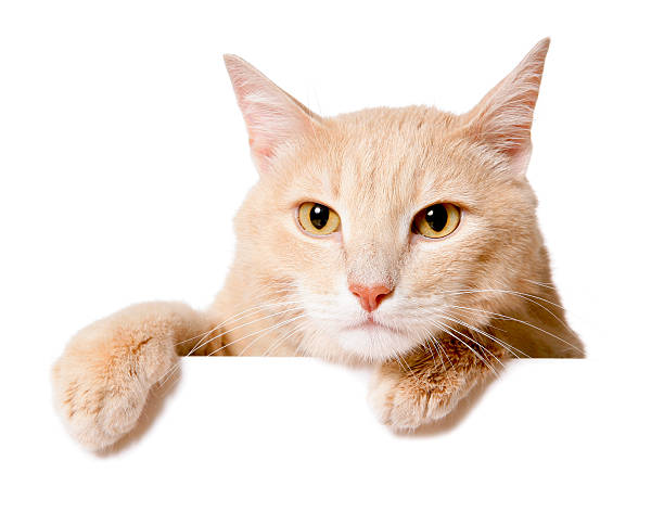 istock Pretty cat peeking behind a blank white banner 480114512
