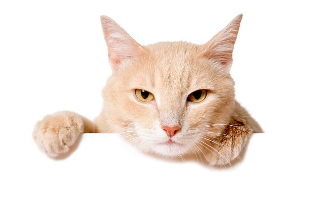 istock Pretty cat peeking behind a blank white banner 480114514