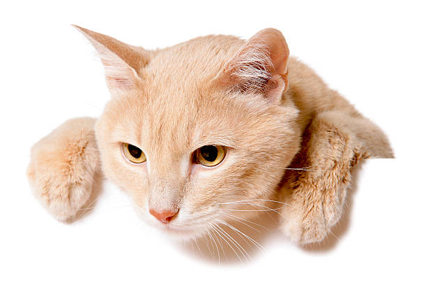 istock Pretty cat peeking behind a blank white banner 480114516