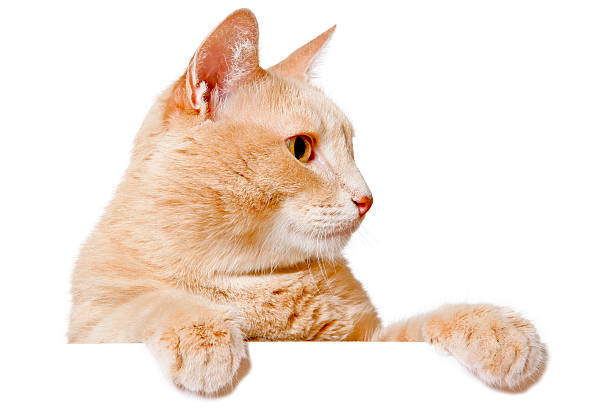 istock Pretty cat peeking behind a blank white banner 480114518