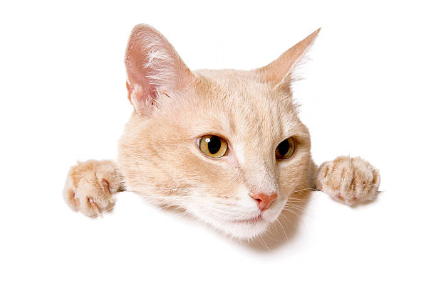 istock Pretty cat peeking behind a blank white banner 480114520