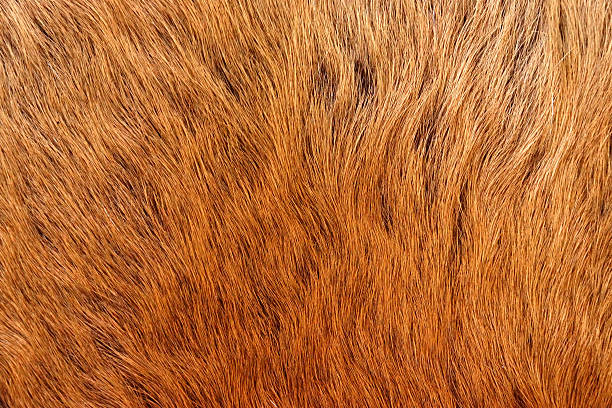 istock Close up of an animal colored fur texture 480114543