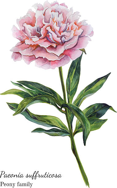 istock Watercolor botanical illustration of pink peony 480115594