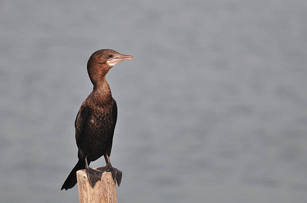 istock Little Cormorant (Phalacrocorax niger) , Thailand 480115698