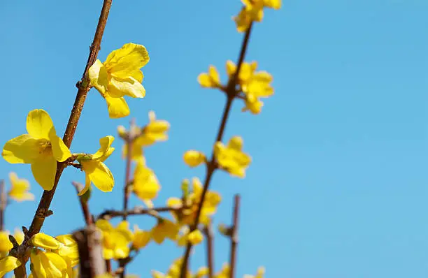 Forsythia x Intermedia "Spectabilis" / Yellow Blossoms Shrub