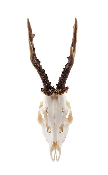 istock Animal skull with antlers isolated on white with clipping path 480118606