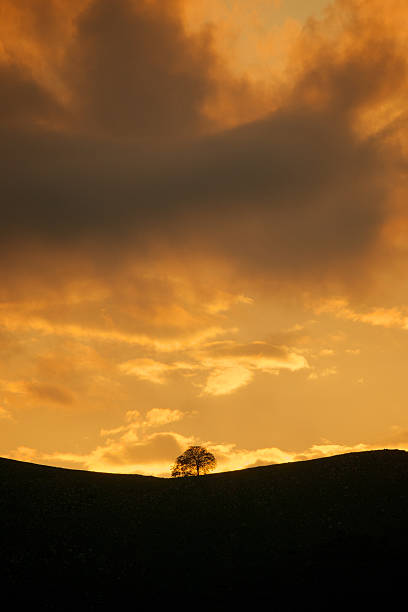 Tree silhouette stock photo