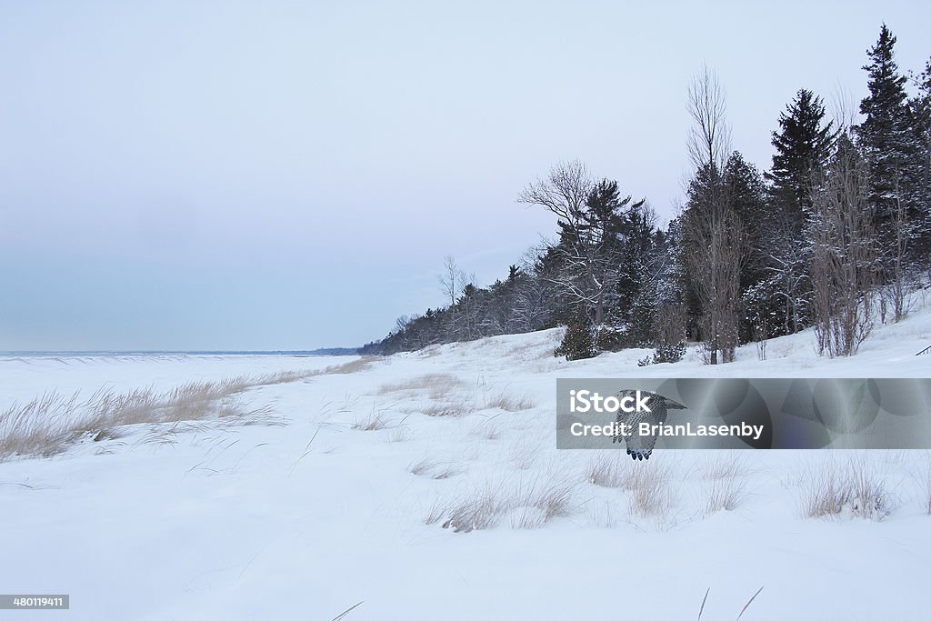 Schnee-Eule fliegt über gefrorene Beach - Lizenzfrei Huronsee Stock-Foto