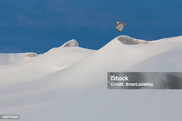 Civetta Delle Nevi Volando Sopra Congelato Shorelineontario Canada - Fotografie stock e altre immagini di Ambientazione esterna