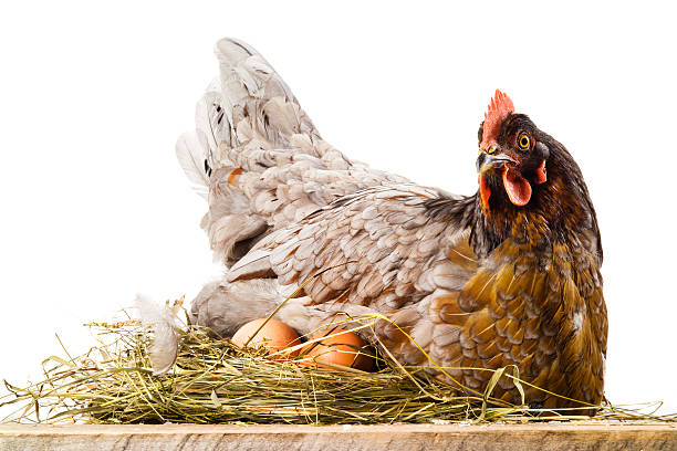istock Chicken in nest with eggs isolated on white 480119741