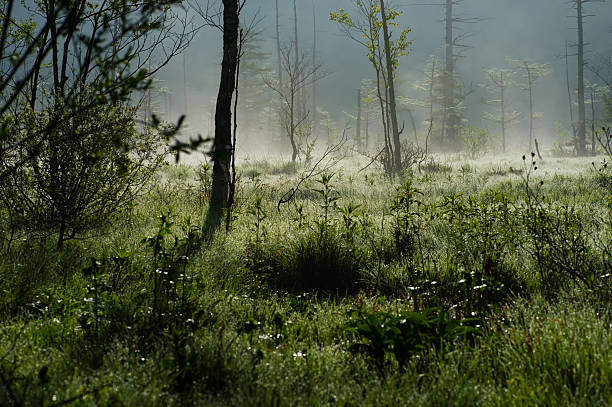 névoa da manhã tashiro wetland - kamikochi national park - fotografias e filmes do acervo