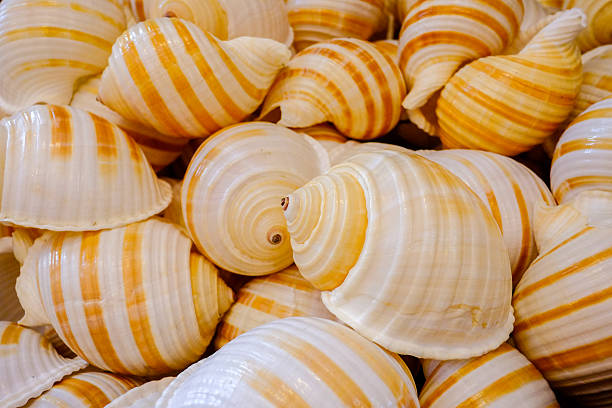 istock pile of the same sea shells. closeup 480121893