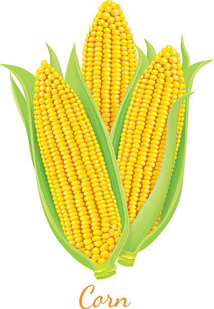 Corn vector art illustration