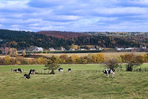 istock Autumn Landscape Canadian Farmland With cows 480122549