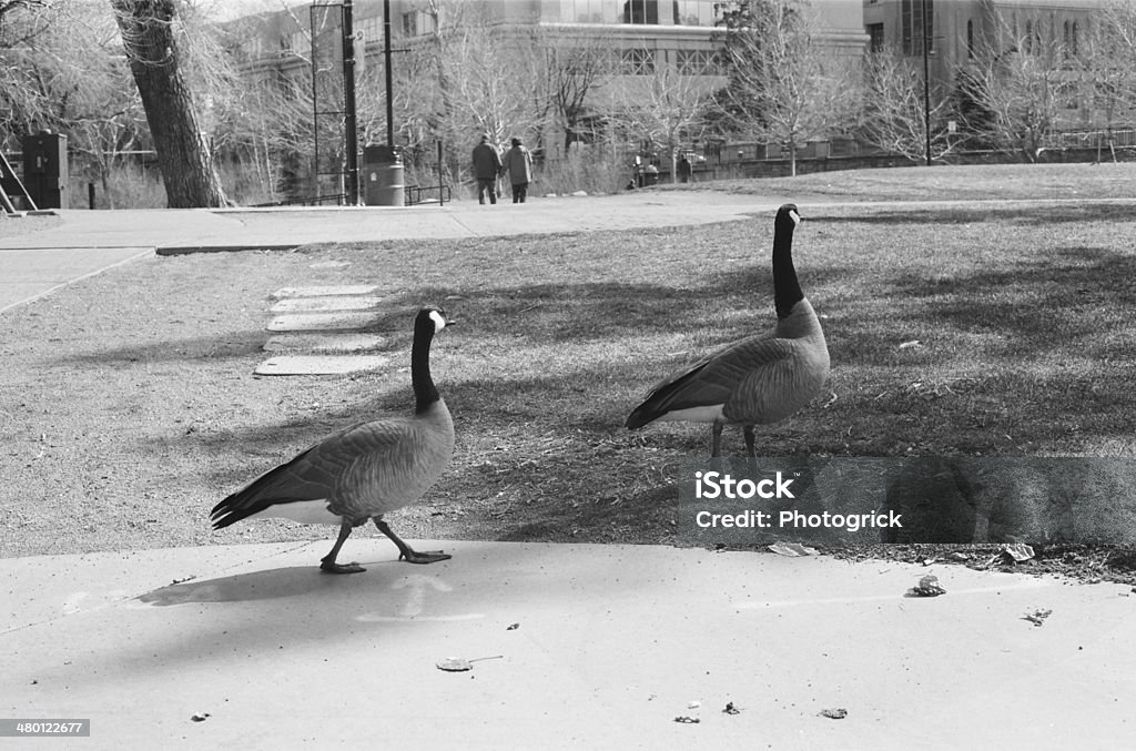Couples A couple of geese and an older couple walking hand in hand. Bird Stock Photo