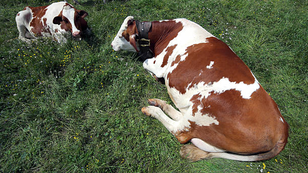 istock two big cows grazing in the meadown in mountains 480122686