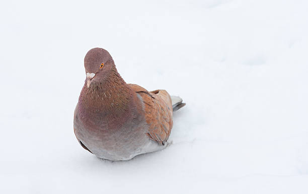 Bela pigeon isolado - foto de acervo