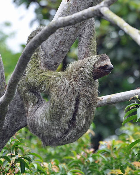 istock Adult three-toed sloth hanging on 480122742