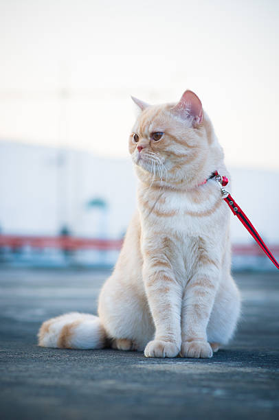 istock British Shorthair cream 3 480122785