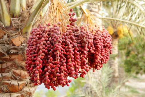 Edible Cactus Succulent (Opuntia ficus-barbarica), also known as prickly pears, prickly fig and chervil. Group of ripe yellow fruits in nature on a sunny day. Natural foods on sky background with copy space