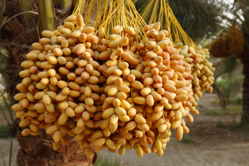 Dates are fruits that have been a staple food of the Middle East for thousands of years