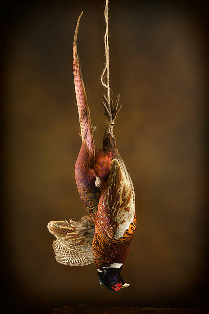 Pheasant Falling 110+ Pheasants Hanging Stock Photos, Pictures & Royalty-Free Images ...