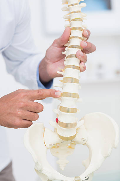 istock Doctor showing anatomical spine 480125782