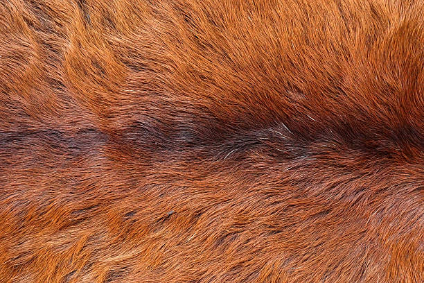 istock Close up of an animal colored fur texture 480125869