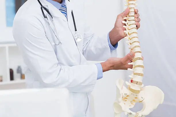 Doctor holding anatomical spine in medical office 