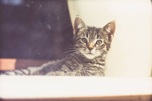 istock Cute Gray Kitten at the Window Looking at Camera 480125942