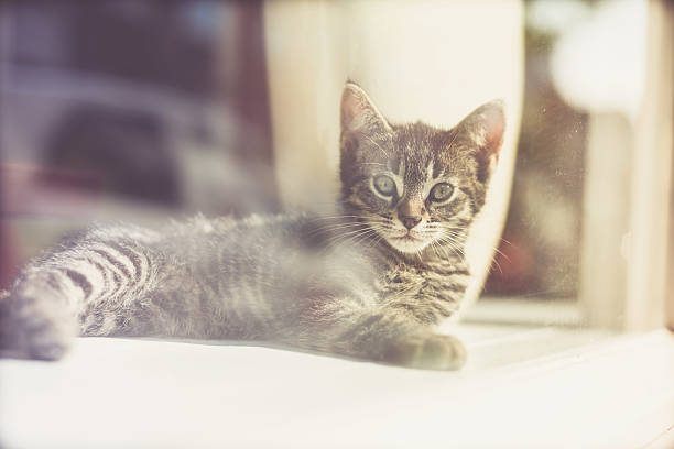 istock Gray Kitten Lying on the Floor, Staring at Camera 480125946