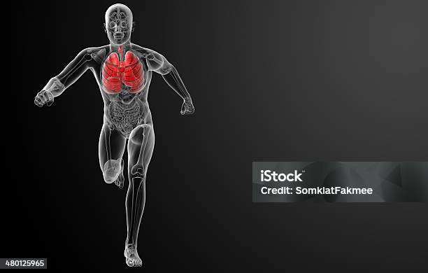 Human Sistema Respiratorio En La Radiografía Los Pulmones Vista De Frente Foto de stock y más banco de imágenes de Anatomía