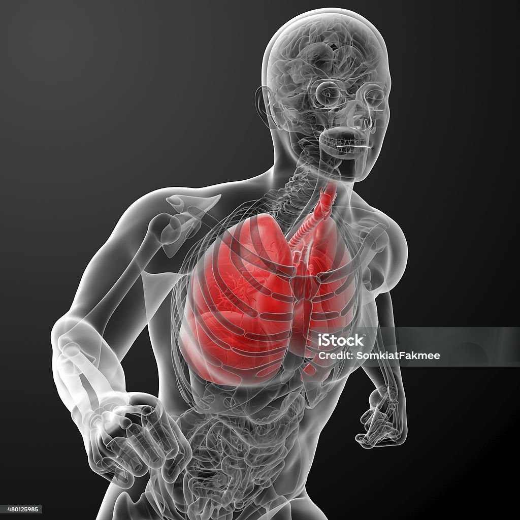 Human sistema respiratorio en rayos x - Foto de stock de Anatomía libre de derechos