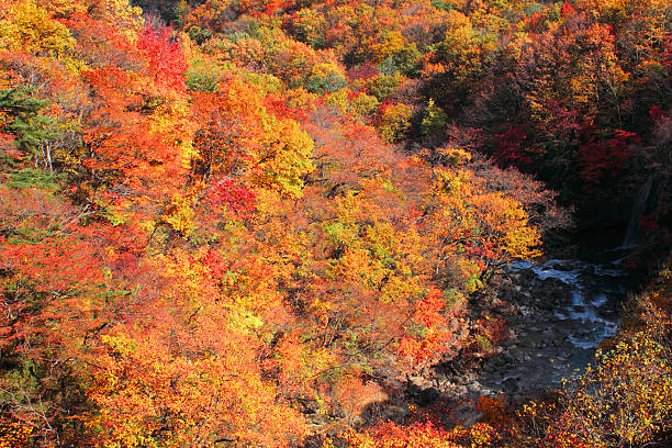 istock colorful  leaves in Gully  Matsukawa 480126307