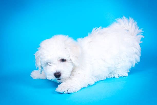 Cute puppy on blue background stock photo